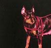 Dana Holst: asmania 